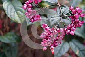 Red Bleeding Heart Vine flowers