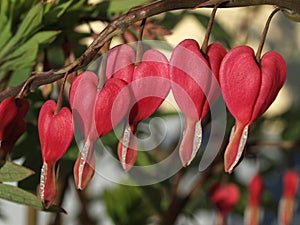 Red bleeding-hearts flower blooming