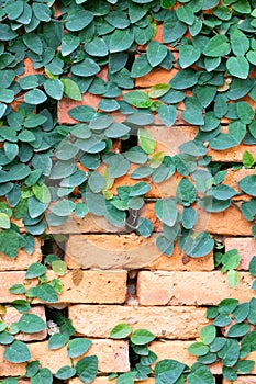 Red blickwall pattern covered by creeper plant