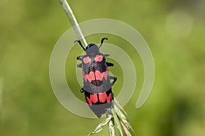 Red Blister Beetle