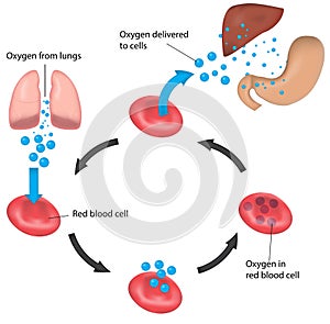 Red Blood Cell Cycle Respiration Labeled Liver and