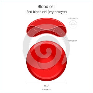 Red blood cell erythrocyte vector illustration photo