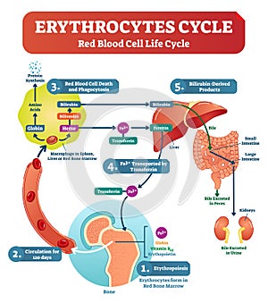 Red blood cell - erythrocytes life cycle and circulation scheme in human body vector illustration. Biological anatomy diagram. photo