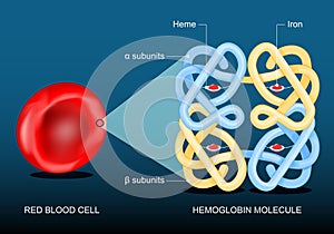 Red blood cell and hemoglobin