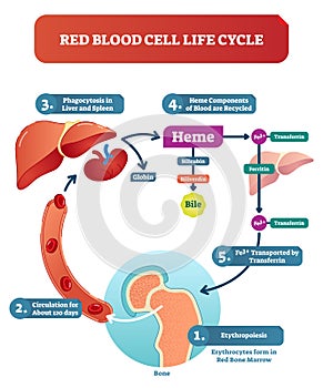 Red blood cell life cycle medical vector illustration diagram with biological anatomy scheme.