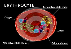 Red blood cell structure