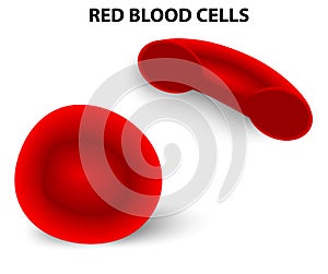 Red blood cells photo