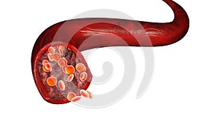 Red blood cells and blood flow through a vein, small spherical cells that contain hemoglobin, a protein that gives a red color