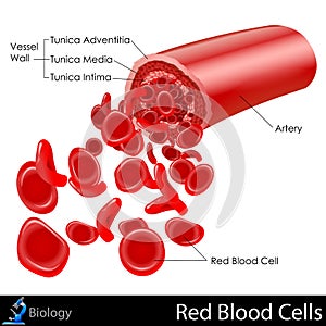 Red Blood Cells photo