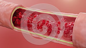 Red blood cells flow inside an artery, cross section artery view. Healthy blood flow. Medical scientific concept