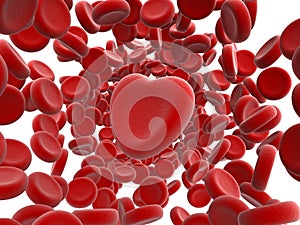 Red blood cells and heart