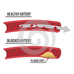 Red blood cells human body parts illustration