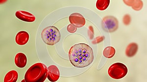 Red blood cells infected with malaria parasite Plasmodium vivax