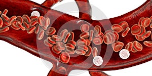 Red blood cells and leukocytes, cross-section of a blood vessel