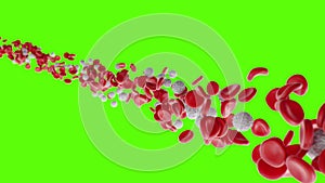 Red blood cells and leukocytes flow on a green screen. The flow of blood in a living organism. Scientific and medical