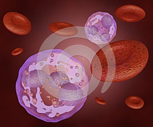 red blood cells and white blood cells or Neutrophils in the blood vessel