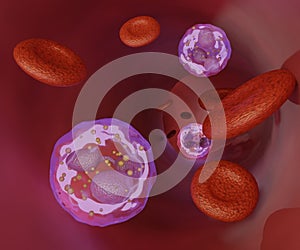 red blood cells and white blood cells or Neutrophils in the blood vessel