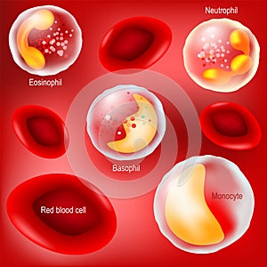 Red blood cells and white blood cells on red background
