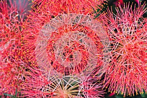 Red Blood lily flowers