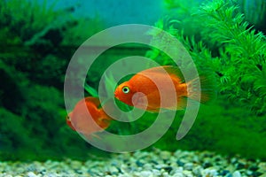 Red Blood Parrot Cichlid in aquarium plant green background. Goldfish, funny orange colorful fish - hobby concept