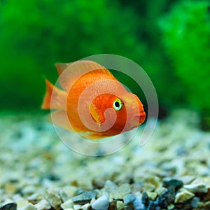 Red Blood Parrot Cichlid in aquarium plant green background. Goldfish, funny orange colorful fish - hobby concept