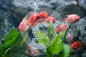 Red blood parrot swim by coral in aquarium, Suphan Buri, Thailand