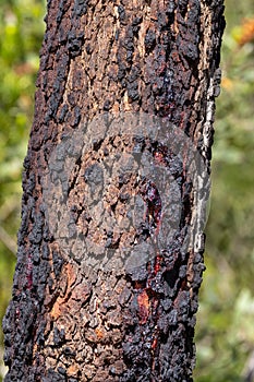 Red Bloodwood Tree photo