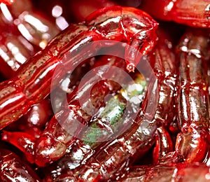 Red bloodworm worms as a background