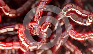Red bloodworm worms as a background