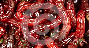 Red bloodworm worms as a background
