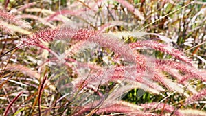 Red bloom wild grass flower in windy under sunshine in autumn season. Background is green weed