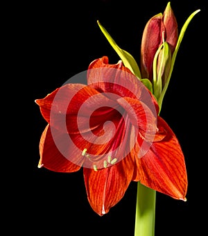 Red Blooming Amaryllis