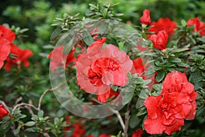 Red blooming Azalea flowers in the garden. Red flowers of a large Azalea Bush.