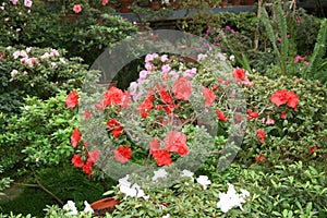 Red blooming Azalea flowers in the garden. Red flowers of a large Azalea Bush.