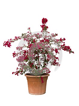 Red blooming bougainvillea plant in a flowerpot