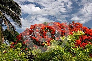 Red blooming bush