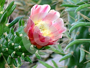 Red blooming cactus flower in Africa