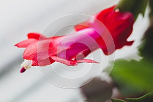 Red blooming christmas cactus