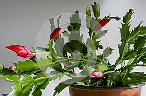 Red blooming christmas cactus - Zygocactus Schlumbergera