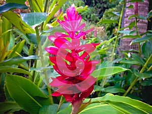 Red Blooming Crepe Ginger Flower Or Cheilocostus Speciosus In The Garden