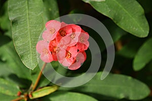 Red blooming flower of exotic `Euphorbia Milii Crown Of Thorns` succulent plant, close up