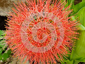 red blooming flower in summer garden