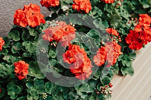 Red blooming flowers closeup in the box