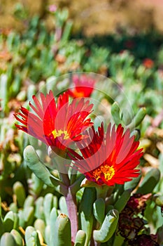 Red blooming flowers on the desert plant in Timna National Park in Southern Israel