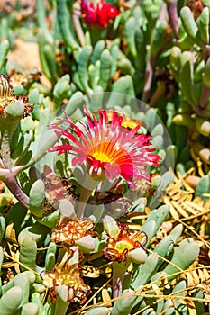 Red blooming flowers on the desert plant in Timna National Park in Southern Israel