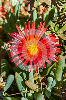 Red blooming flowers on the desert plant in Timna National Park in Southern Israel