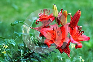 Red blooming lily flowers Lilium