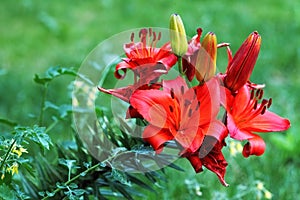 Red blooming lily flowers Lilium photo