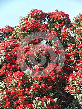 Red blooming Metrosideros excelsa New Zealand christmas tree