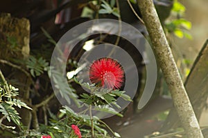 Red blooming Mimosoideae flower photo